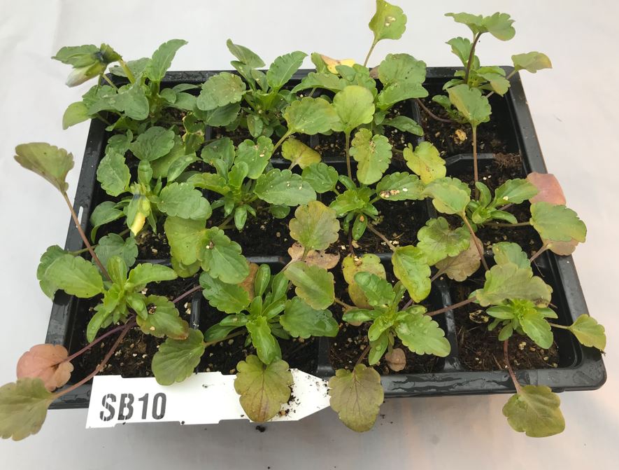 Nutrient toxicity in pansy
